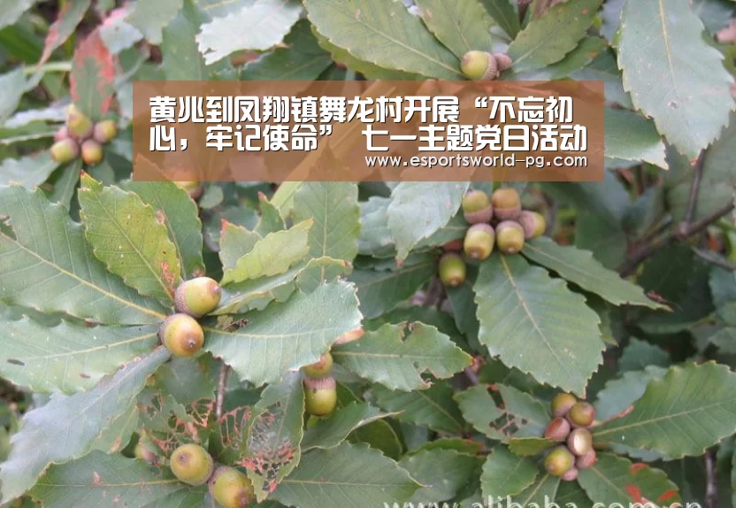 黄兆到凤翔镇舞龙村开展“不忘初心,牢记使命” 七一主题党日活动“PG体育”(图1) PG电竞